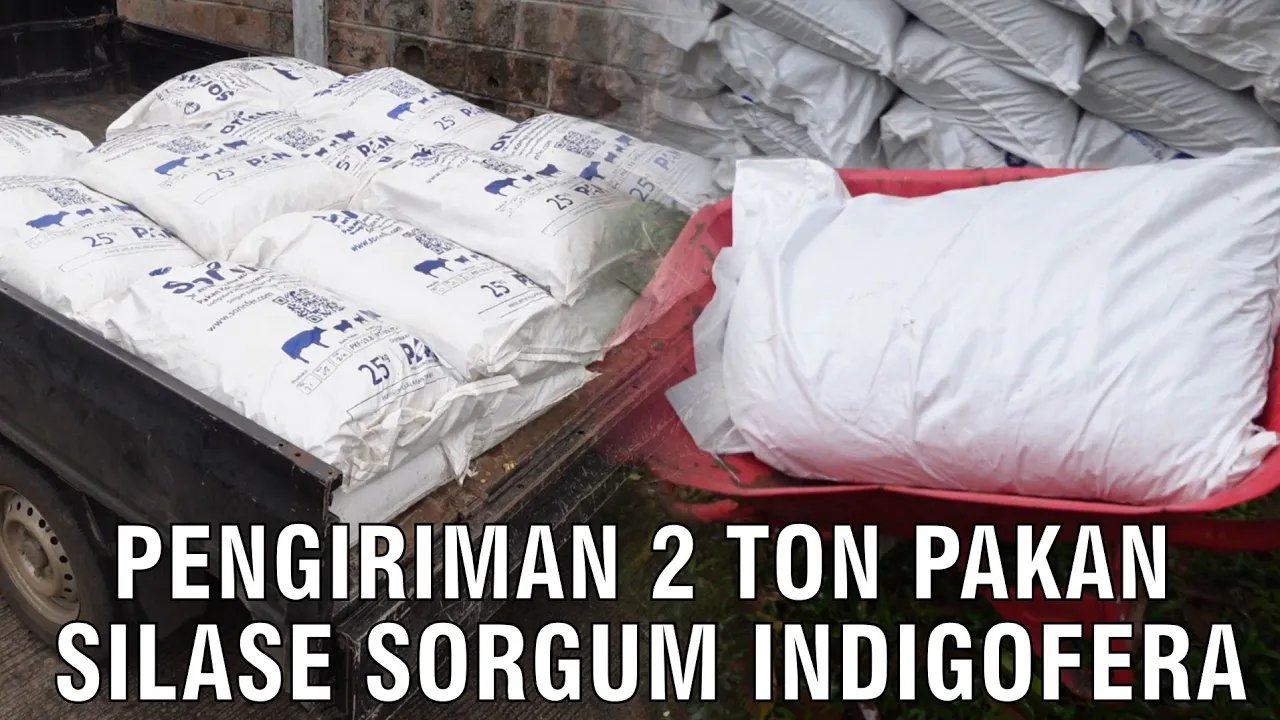 
                                 Pengiriman-2-Ton-Pakan-Silase-Sorgum-Indigofera